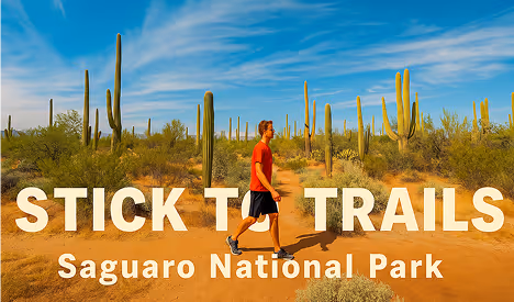 Hiker walking on desert trail among tall saguaro cacti in national park